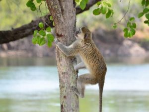 vervet monkey climbing hammock pole