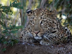 david-leopard-2-wow
